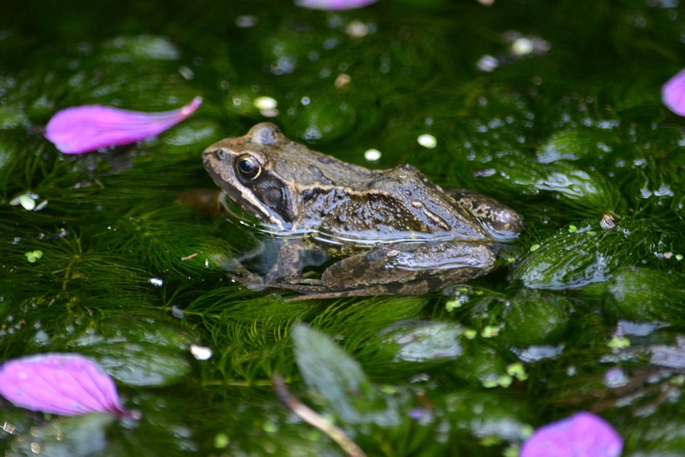 Water animals mammals
