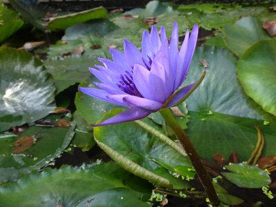 After the afternoon purple nymphaea alba plant photo