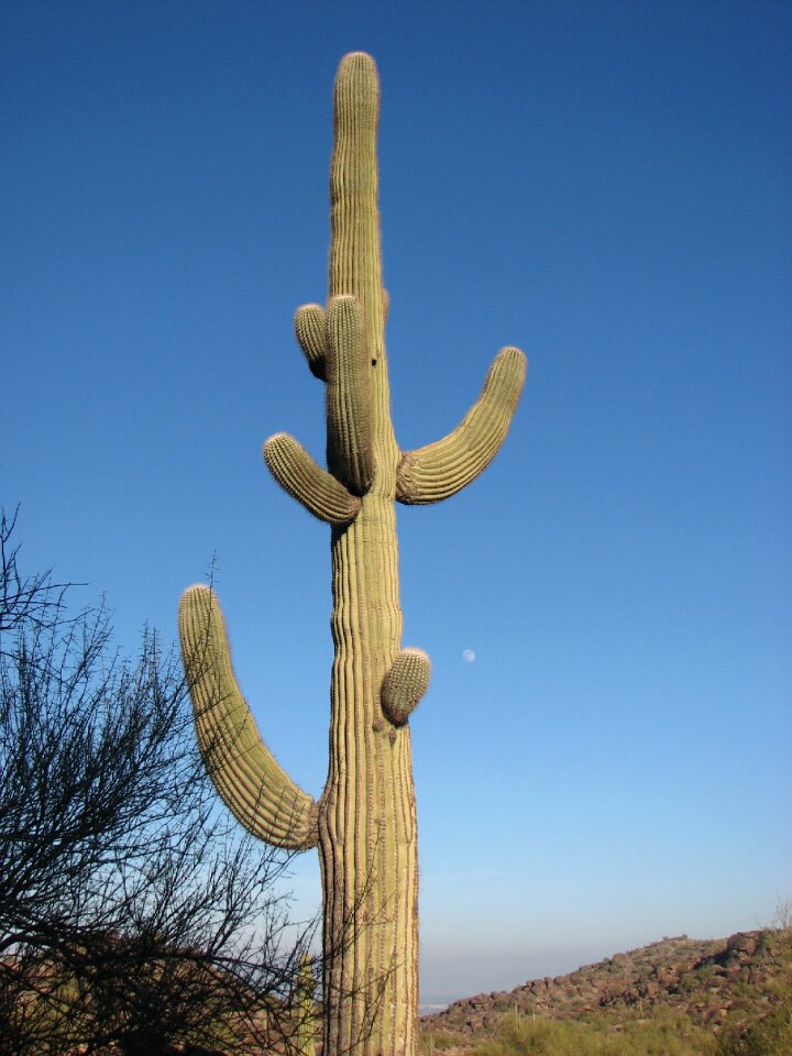 Sequoia sequoia cactus