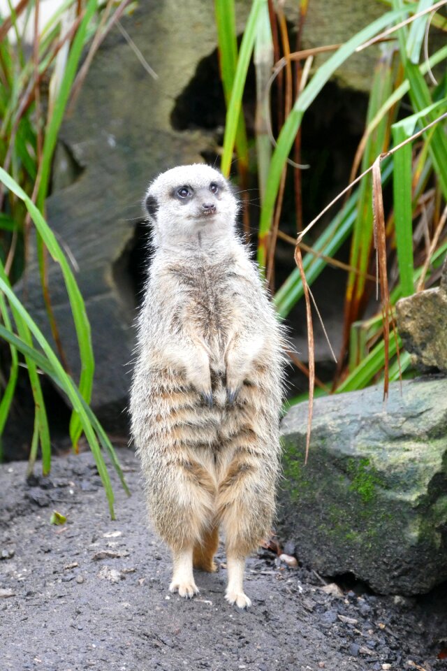 Mammal cute wild