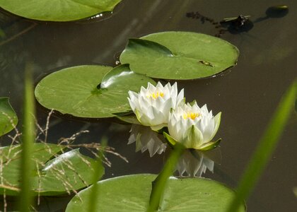 Flower aquatic plant white water lily photo