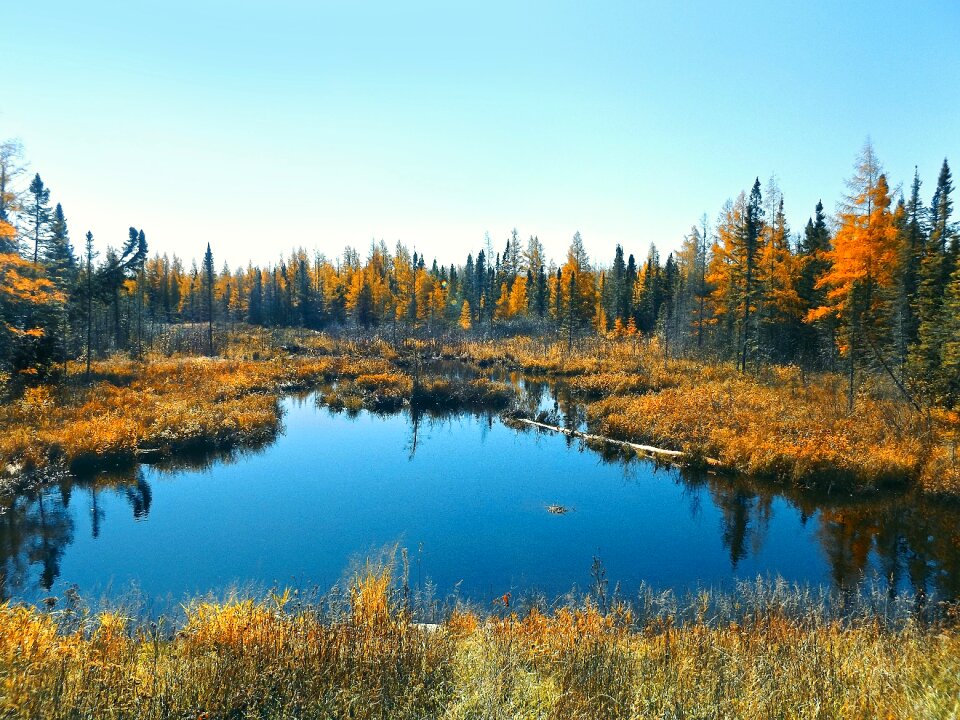 Forest marsh wetland