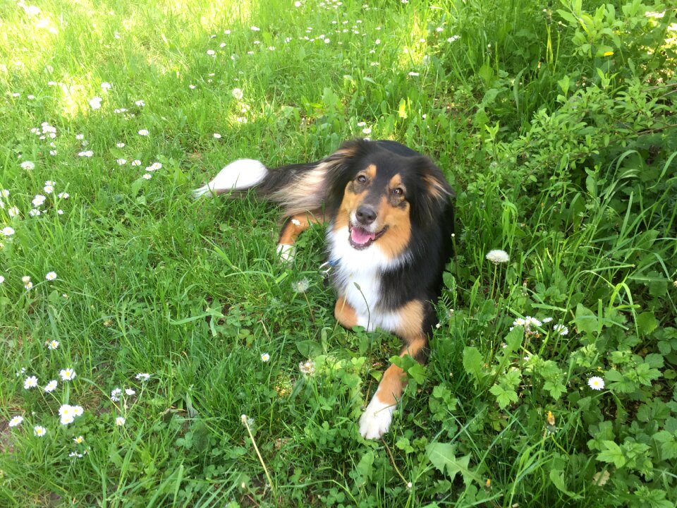 Dog pet joy