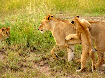 Mother lion lioness wildlife photo