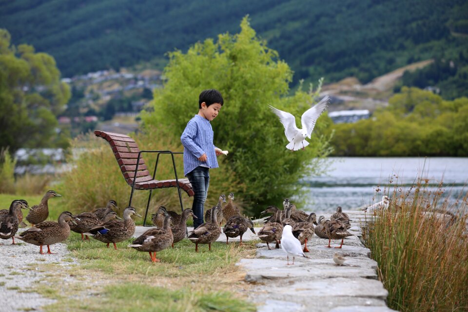 Seagull new zealand queenstown new zealand