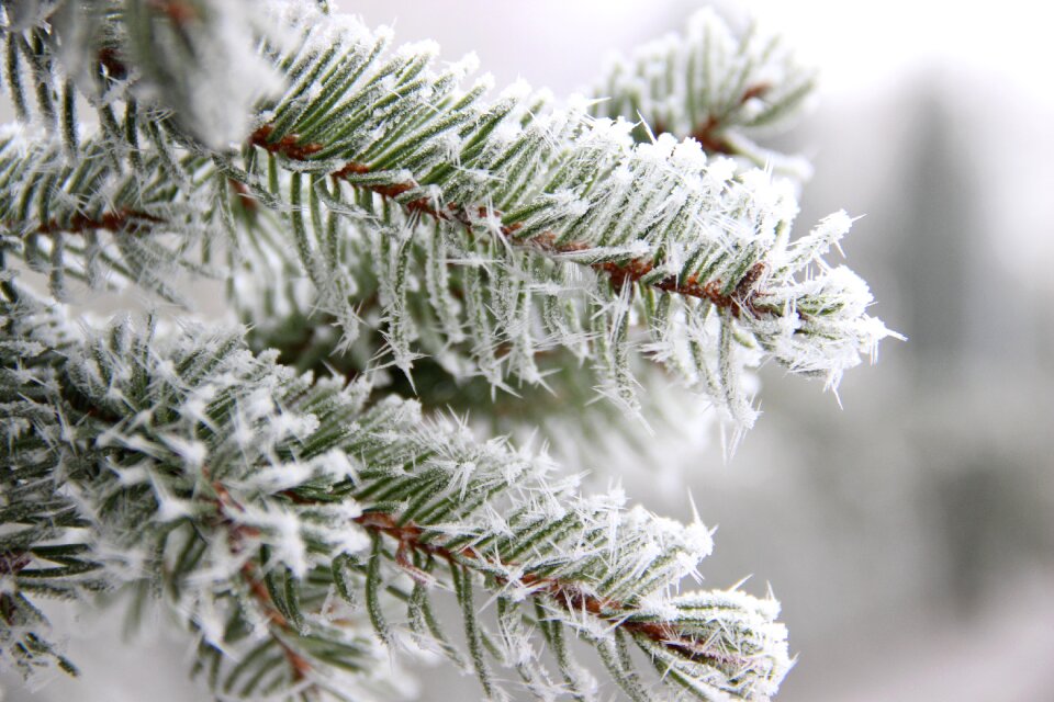 Conifer wintry evergreen