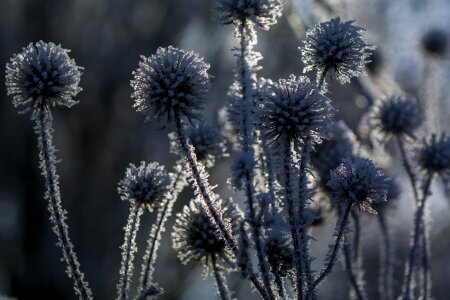 Frost shrubs cold photo