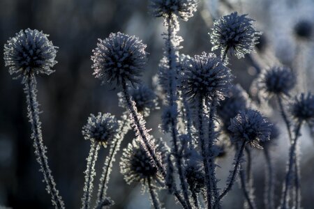 Frost shrubs cold