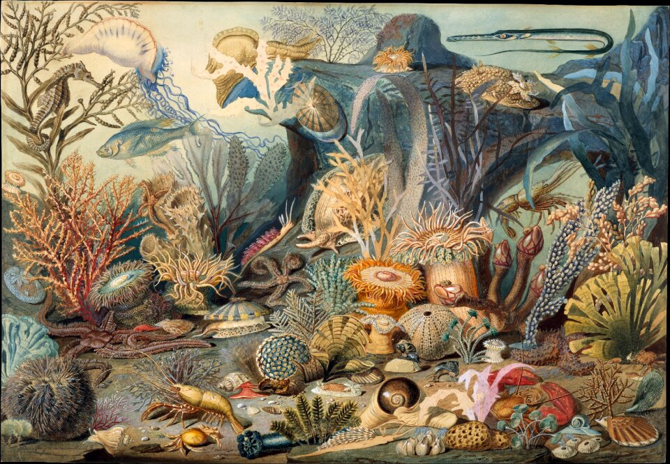 Seascape aquarium