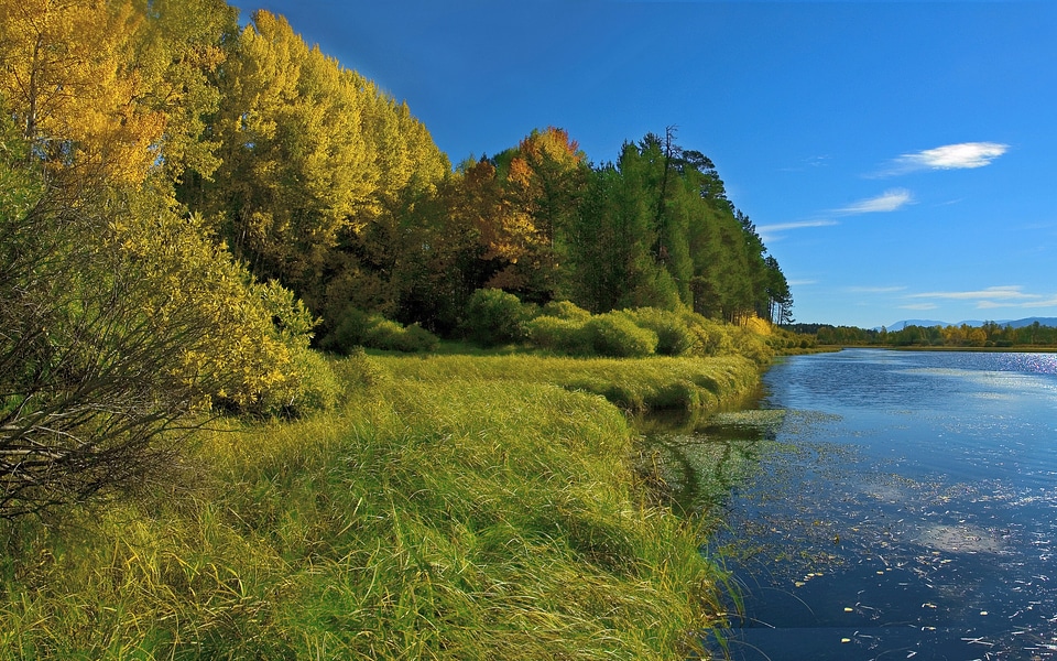Nature foliage fall