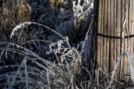 Frost winter dream winter impressions photo