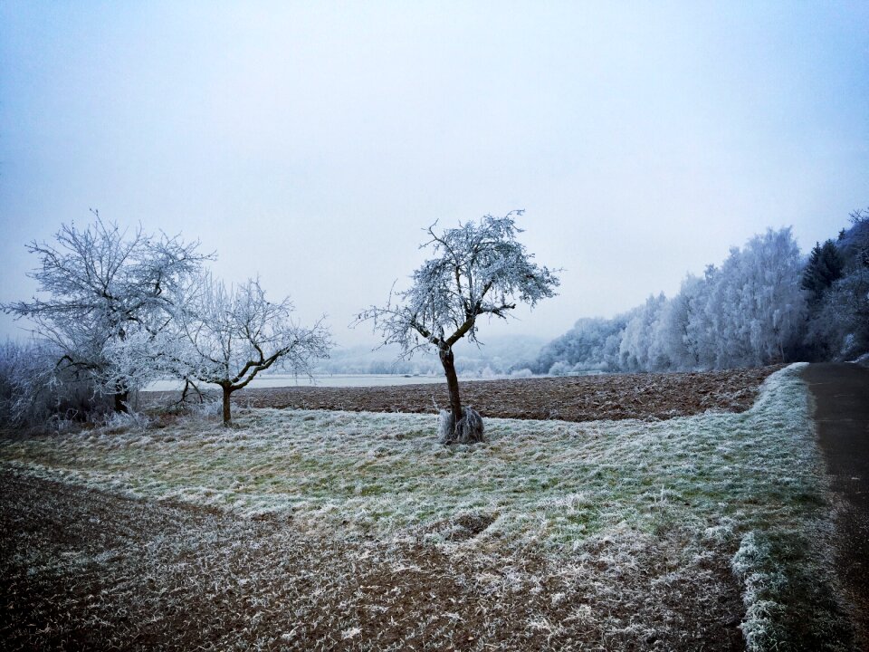 Tree frost nature