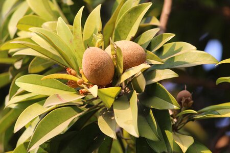 Plant long lived evergreen