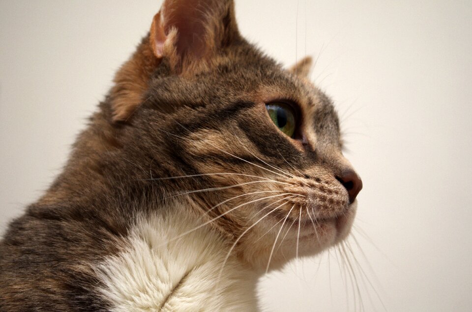 Animal cat's eyes portrait