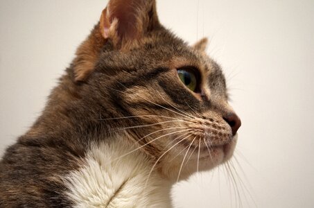 Animal cat's eyes portrait photo