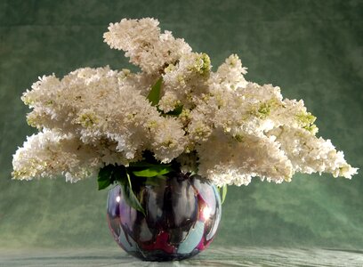 Lilac bouquet flowers photo