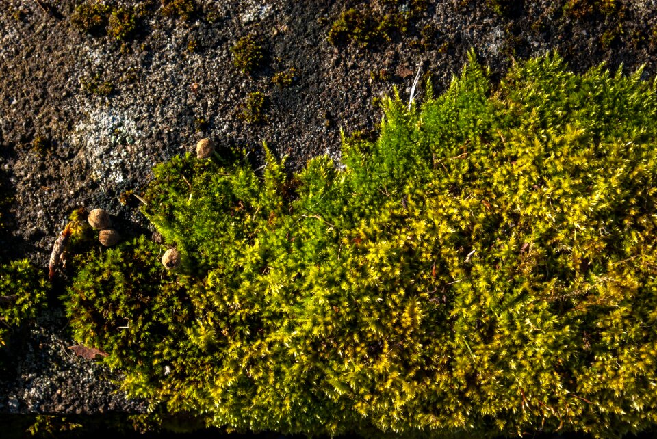 Nature plant outdoor
