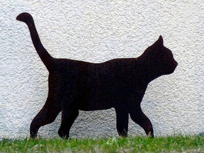 Animal black weird