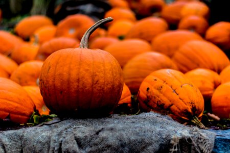 Halloween autumn pumpkin photo