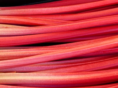 Texture rhubarb red color