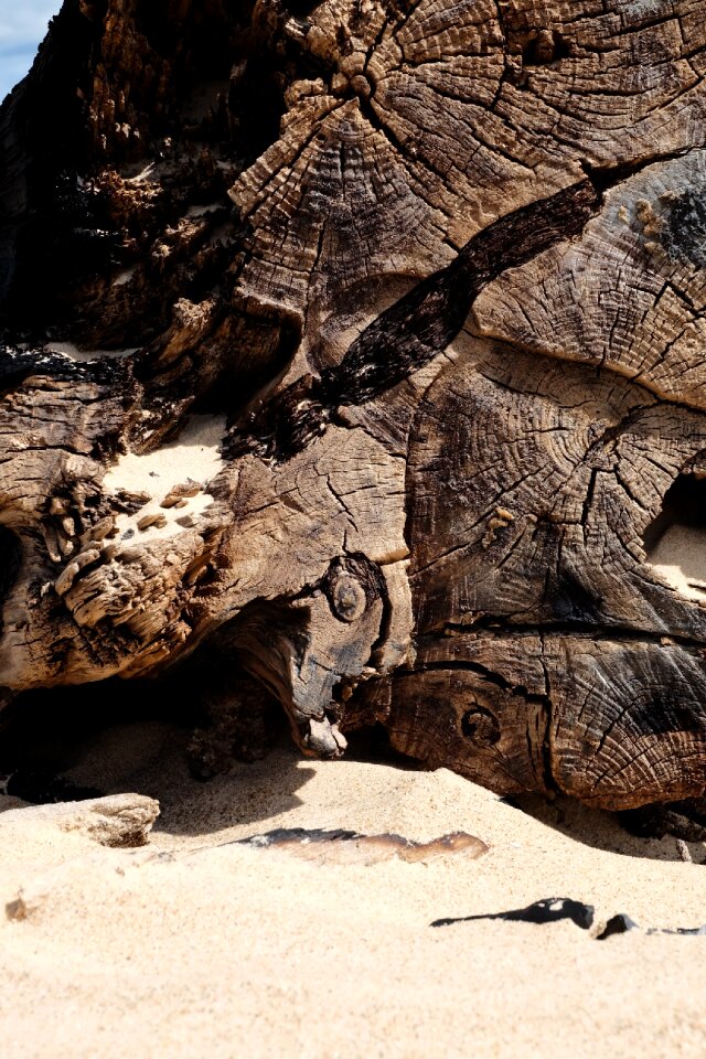 Tree driftwood beach