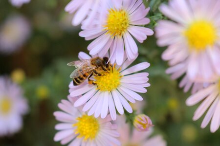 Flowers nectar insect