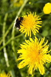 Yellow nature hummel on dandelion