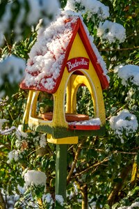 Birds wintry songbird photo