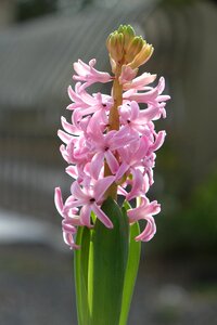 Flower bulbs pink sunshine
