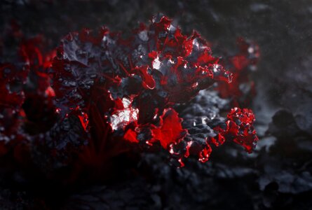 Vegetable crop red