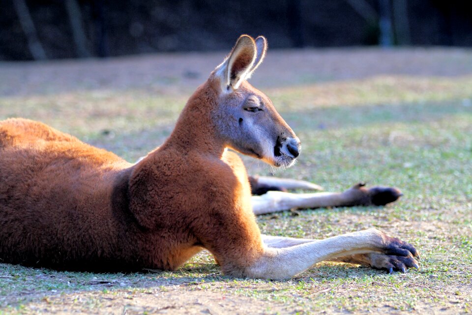 Wildlife animal marsupial
