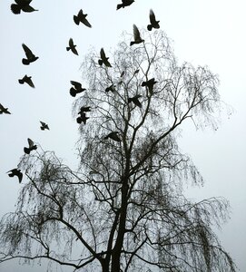 Cold drab bare tree