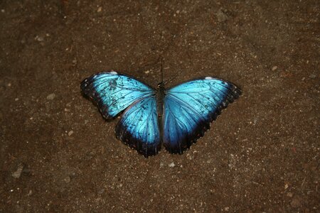 Colorful blue