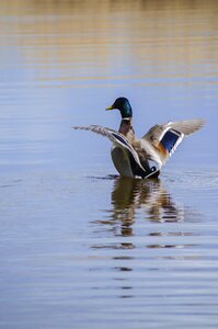 Duck take off wings photo