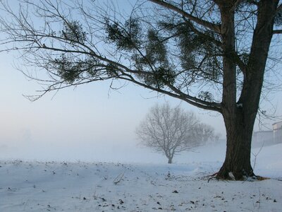 Fog mysterious tree