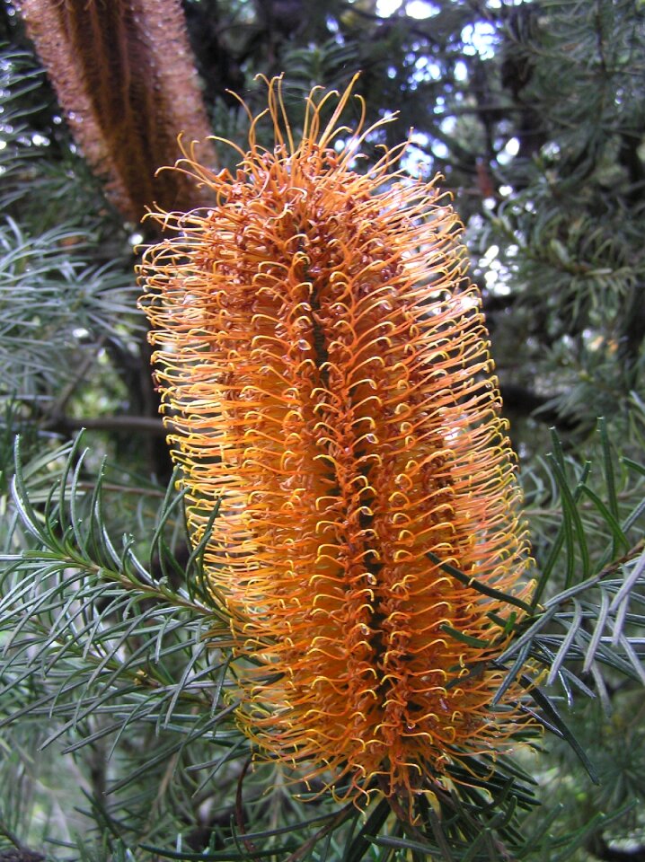 Native plant flower