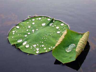 Pond water plant drops