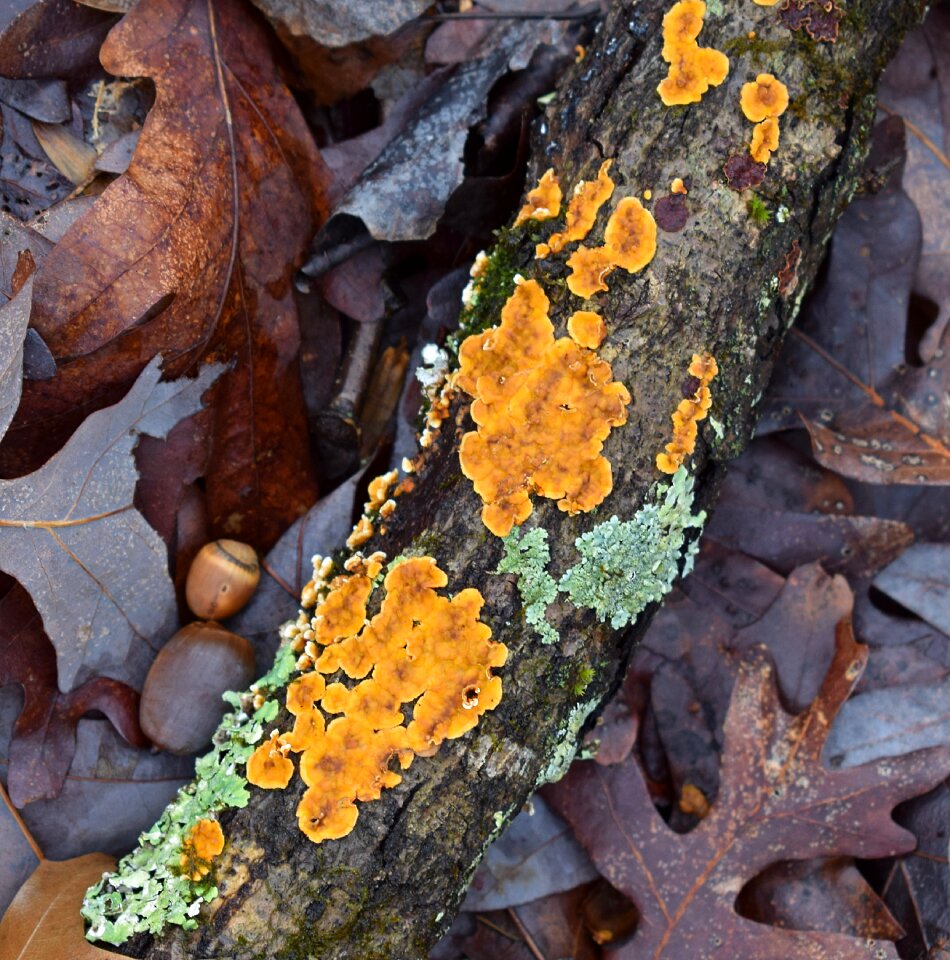 Cyanobacteria fungi nature photo