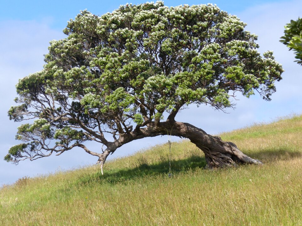 Tree nature solitude
