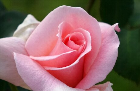 Rosa multiflora rose pink