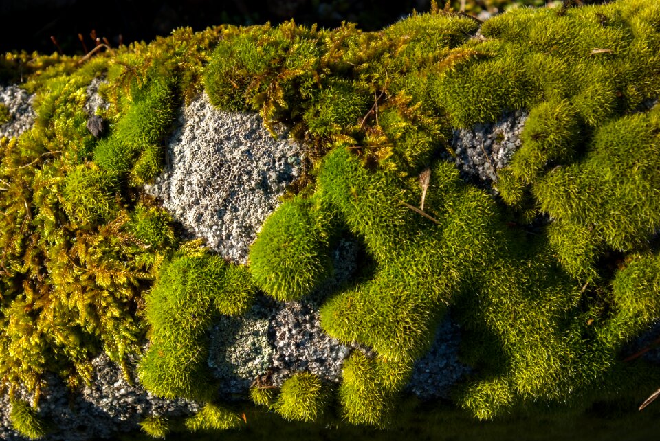 Nature plant outdoor