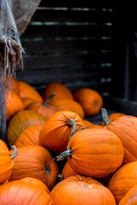 Halloween autumn pumpkin photo