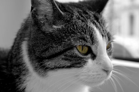 Animal cat's eyes portrait