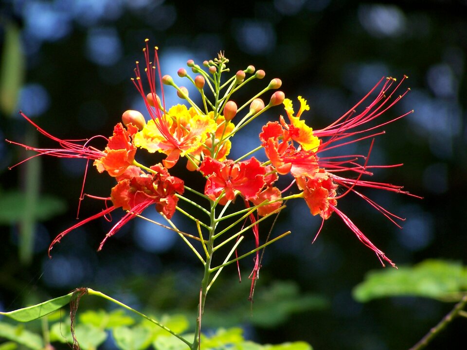 Plant blossom royal poinciana