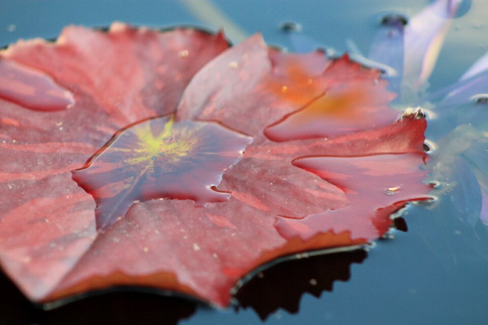 Pond garden aquatic