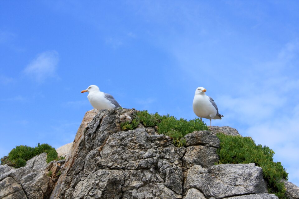 Rock gulls bird