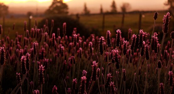 Bush plant purple