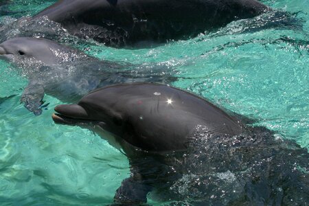 Marine life aquatic
