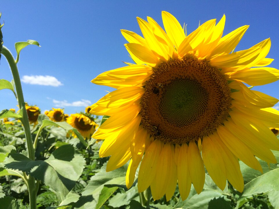 Sun yellow nature