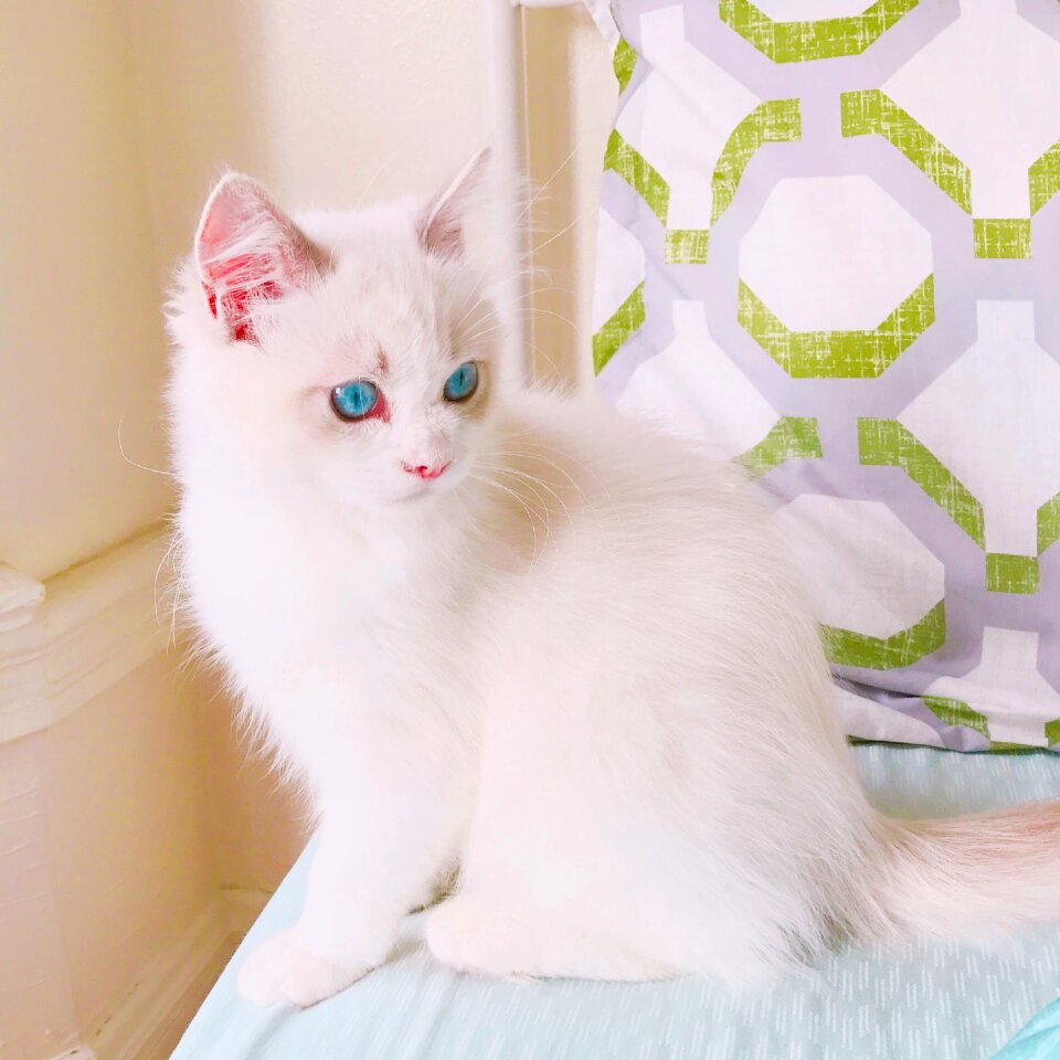 Animal blue eyes white fur